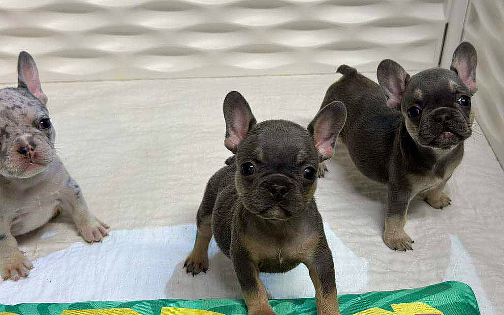 Mazikeen Adkins joined the competition — help win amazing prizes! animal, bostonbull, boxer, bulldog, canine, dog, frenchbulldog, pet, pitbull, puppy, rodent