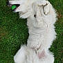 Sasuke participe au concours pour gagner de l'argent avec cette photo : animal, ball, canine, cute, dog, fluffy, fur, grass, green, happy, lying_down, muzzle, nature, outdoor, paw, pet, playful, relaxed, tail, white_dog