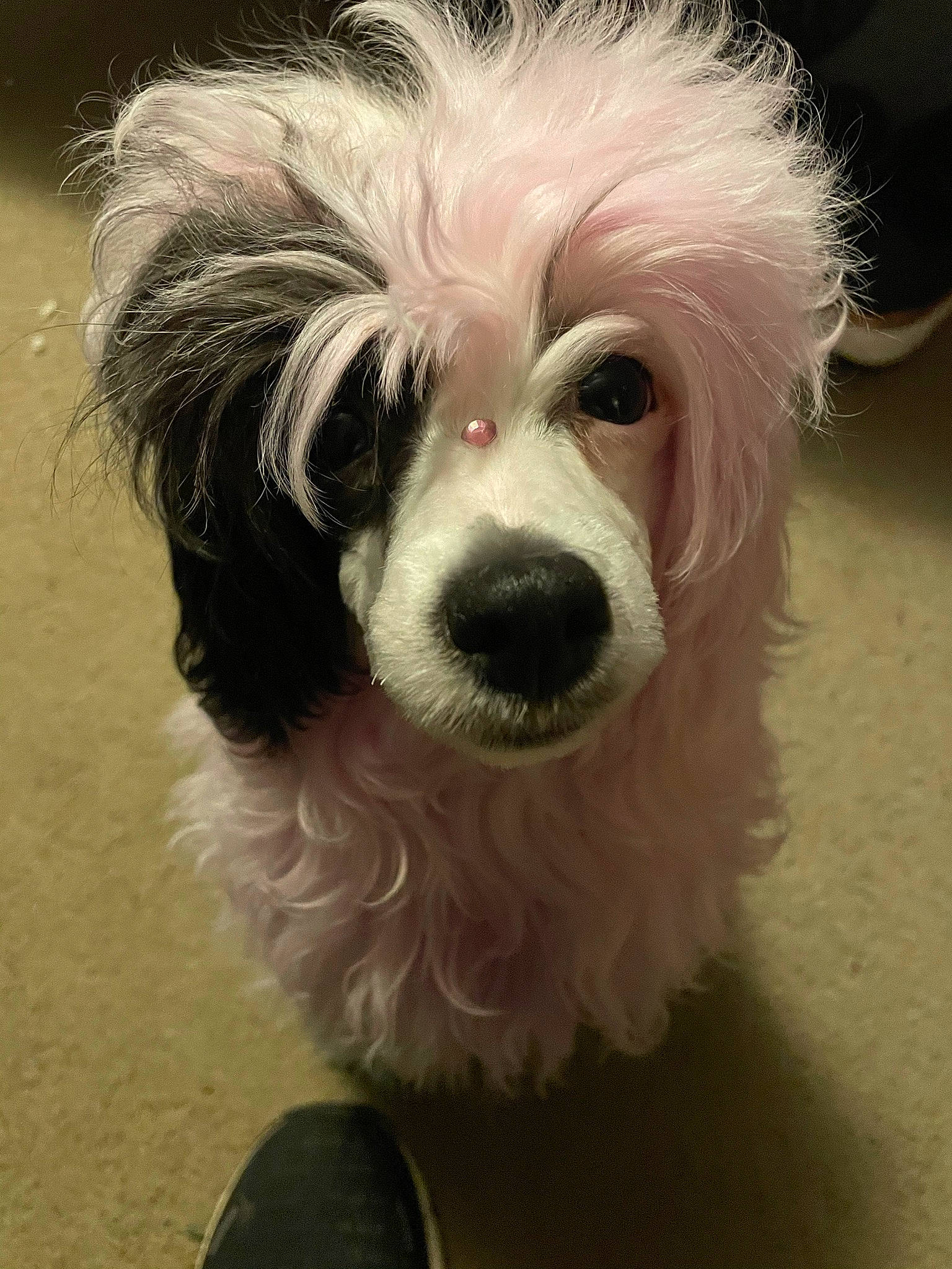 Coraline is registered to the contest to win money with this photo: ancient_dog_breeds, biewer_terrier, canidae, carnivore, companion_dog, dog, dog_breed, dog_supply, fashion_accessory, fur, maltepoo, non_sporting_group, puppy, small_terrier, snout, sporting_group, terrier, toy_dog, whiskers, working_animal