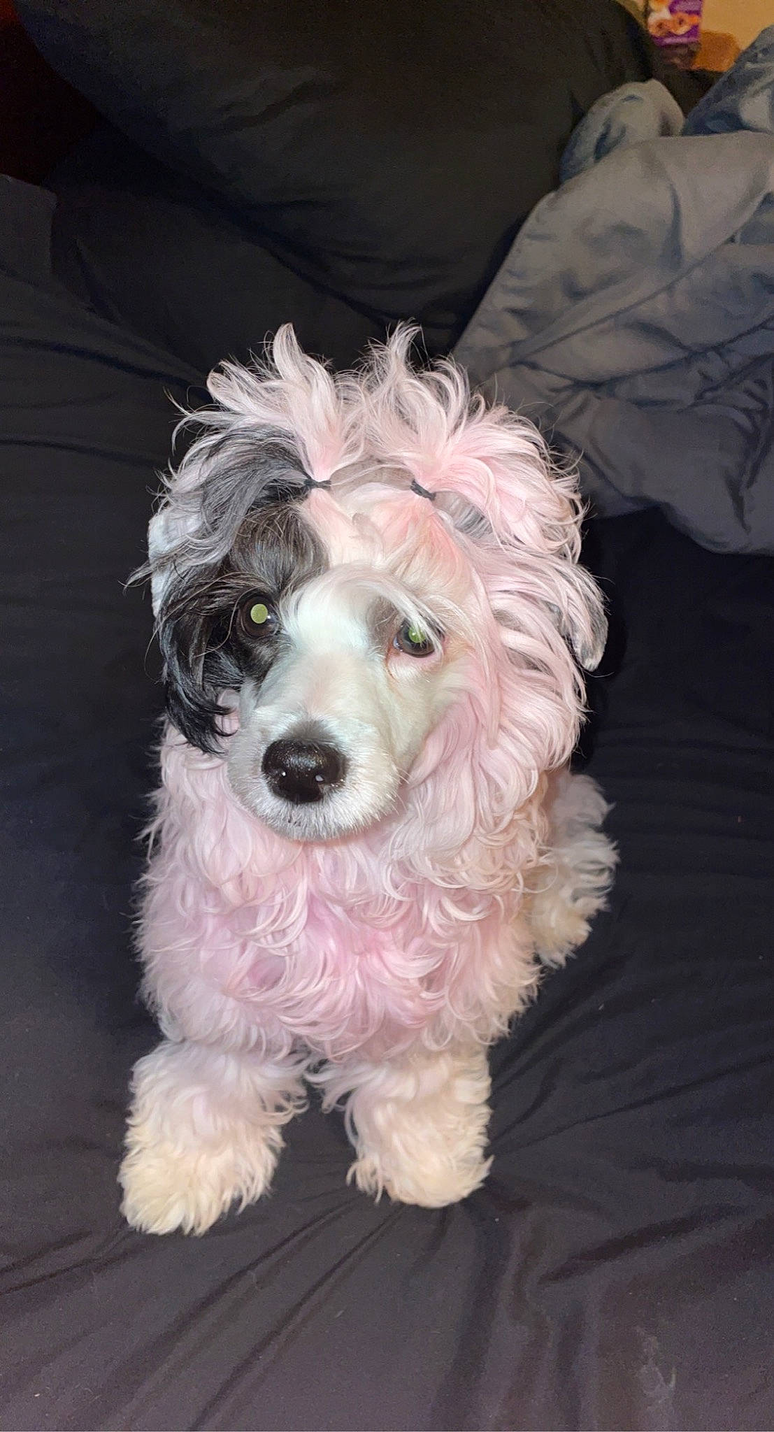 Coraline is registered to the contest to win money with this photo: canidae, carnivore, companion_dog, dog, dog_breed, dog_collar, dog_supply, fashion_accessory, fur, maltepoo, non_sporting_group, puppy, small_terrier, sporting_group, terrier, toy_dog, water_dog, working_animal, yorkipoo