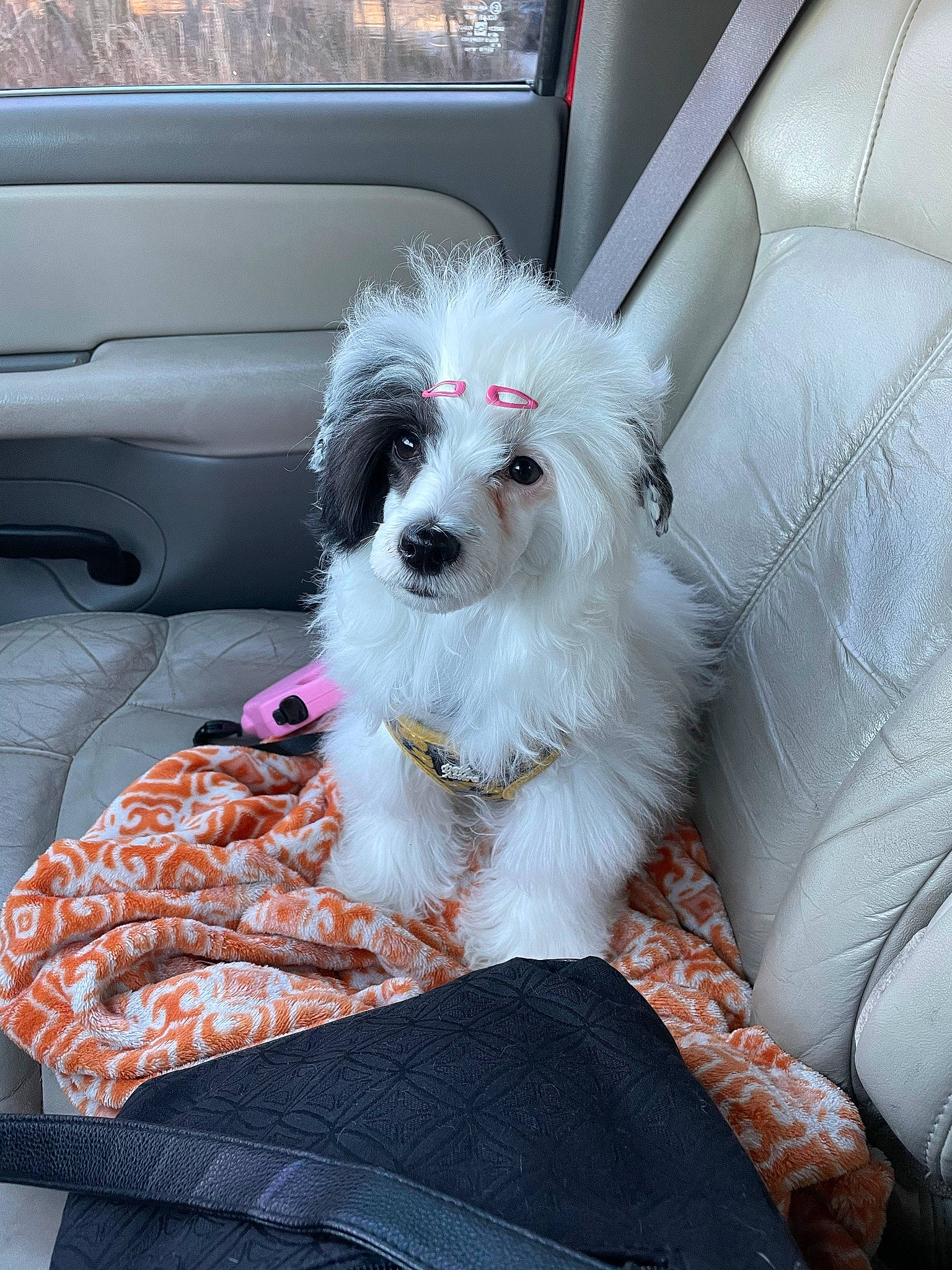 Coraline joined the competition — help win amazing prizes! auto_part, automotive_exterior, car, car_seat, car_seat_cover, carnivore, comfort, companion_dog, dog, dog_breed, dog_supply, family_car, puppy_love, small_terrier, terrier, toy_dog, vehicle, vehicle_door, window, working_animal