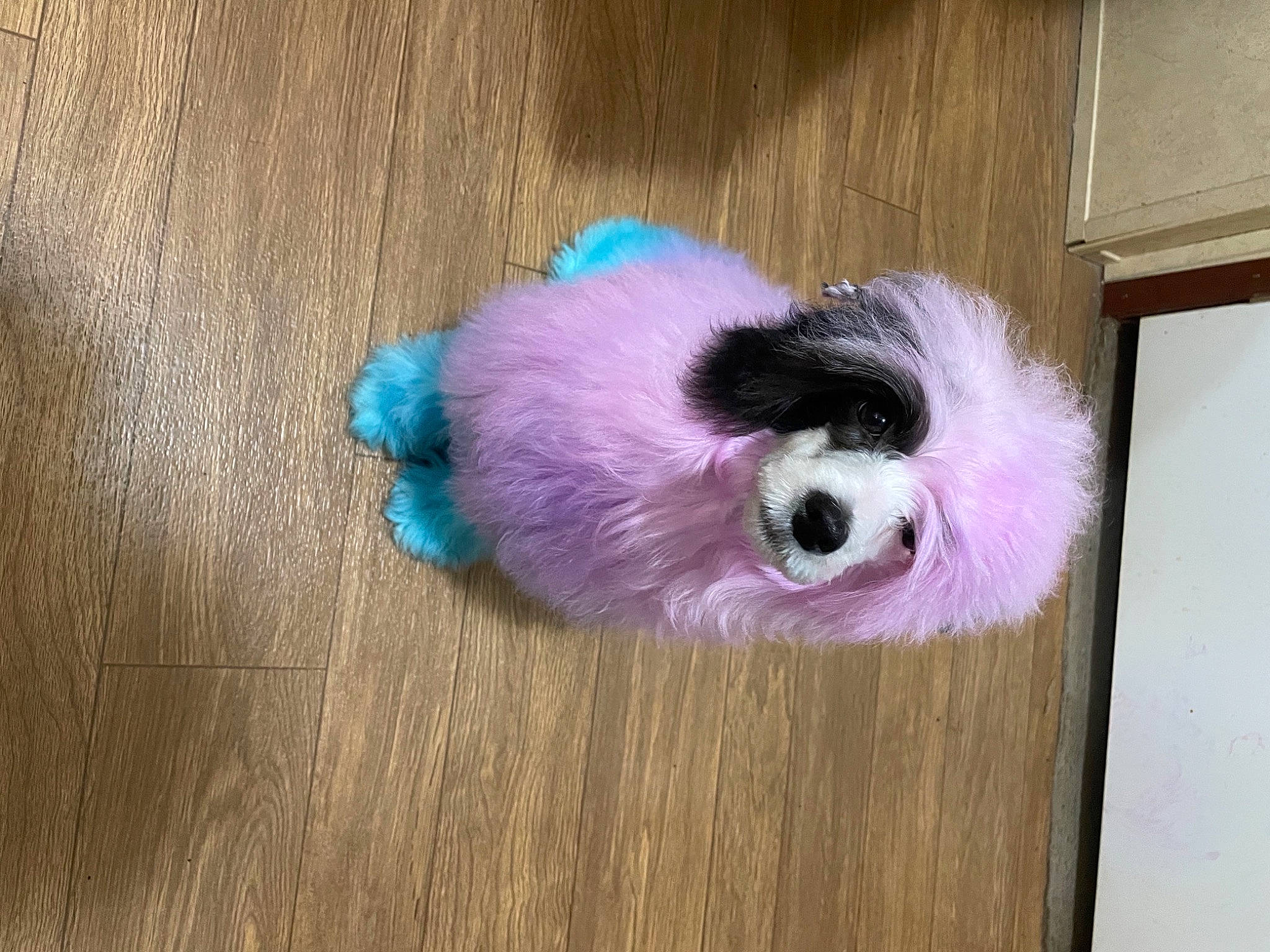Coraline is registered to the contest to win money with this photo: art, canidae, carnivore, companion_dog, dog_breed, electric_blue, fawn, fur, hardwood, magenta, natural_material, pet_supply, snout, sporting_group, stuffed_toy, tail, toy, toy_dog, whiskers, wood