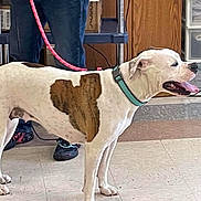 Miki is registered to the contest to win money with this photo: dog, heart_shaped_patch, indoor, leash, collar, panting, floor, person, shoes, shelf, books, storage_container, wall, wood_panel, tile_floor, standing, pet, animal, brown_patch, white_dog