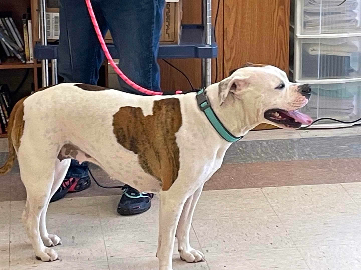 Miki is registered to the contest to win money with this photo: dog, heart_shaped_patch, indoor, leash, collar, panting, floor, person, shoes, shelf, books, storage_container, wall, wood_panel, tile_floor, standing, pet, animal, brown_patch, white_dog