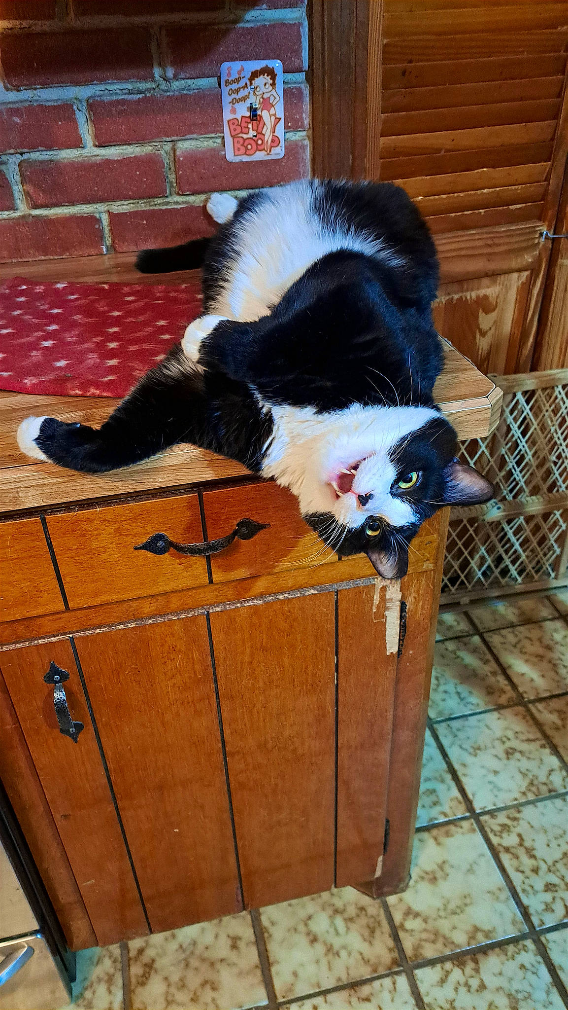 Moses joined the competition — help win amazing prizes! cardboard, carnivore, carton, cat, companion_dog, dog_breed, domestic_short_haired_cat, felidae, flooring, fur, hardwood, pet_supply, shipping_box, small_to_medium_sized_cats, snout, sporting_group, tail, whiskers, wood, wood_stain