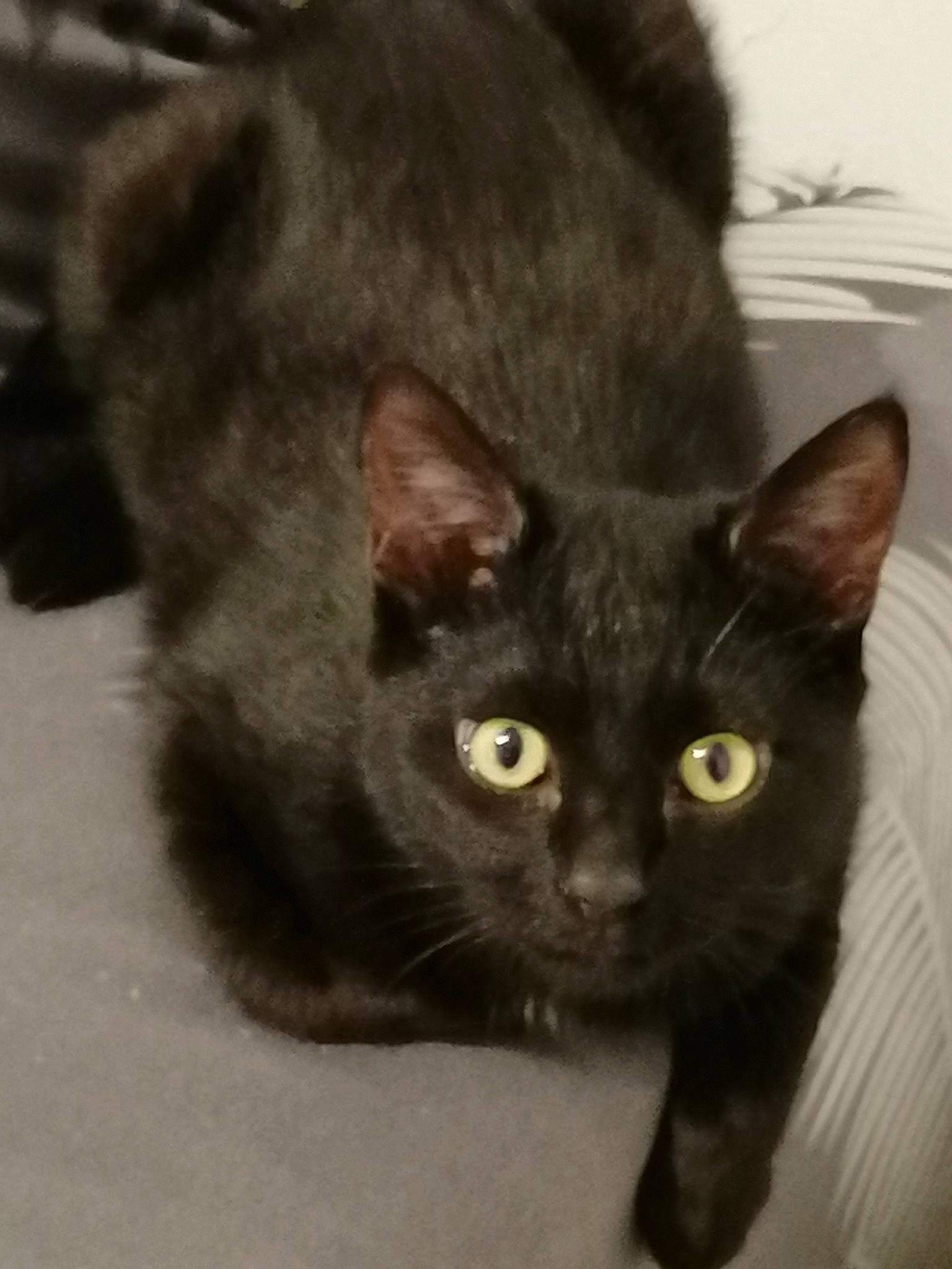 Guismo a rejoint le concours — aidez-le/la à gagner de superbes lots ! black_cat, bombay, carnivore, cat, claw, domestic_short_haired_cat, ear, eye, felidae, fur, havana_brown, iris, small_to_medium_sized_cats, snout, tail, terrestrial_animal, whiskers, window