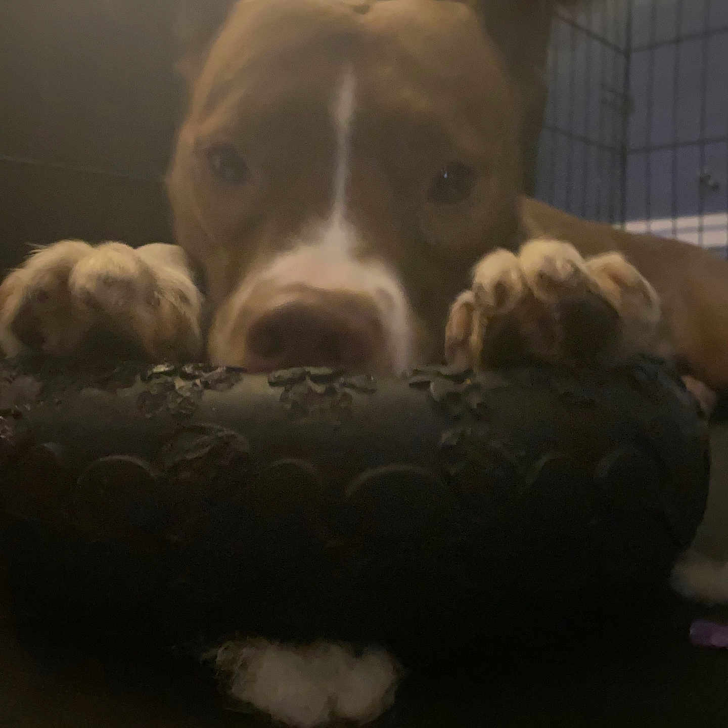 Daisy Mae is registered to the contest to win money with this photo: animal, ball, boxer, bulldog, canine, dog, hound, indoors, labradorretriever, person, pet, pitbull, pointer, puppy, sleeping, snout, sport, tennis, tennisball, water