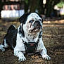 Paco participe au concours pour gagner de l'argent avec cette photo : dog, animal, outdoor, forest, blue_eyes, black_and_white, fur, pet, canine, nature, lying_down, harness, ground, leaves, daylight, portrait, expression, cute, mammal, closeup