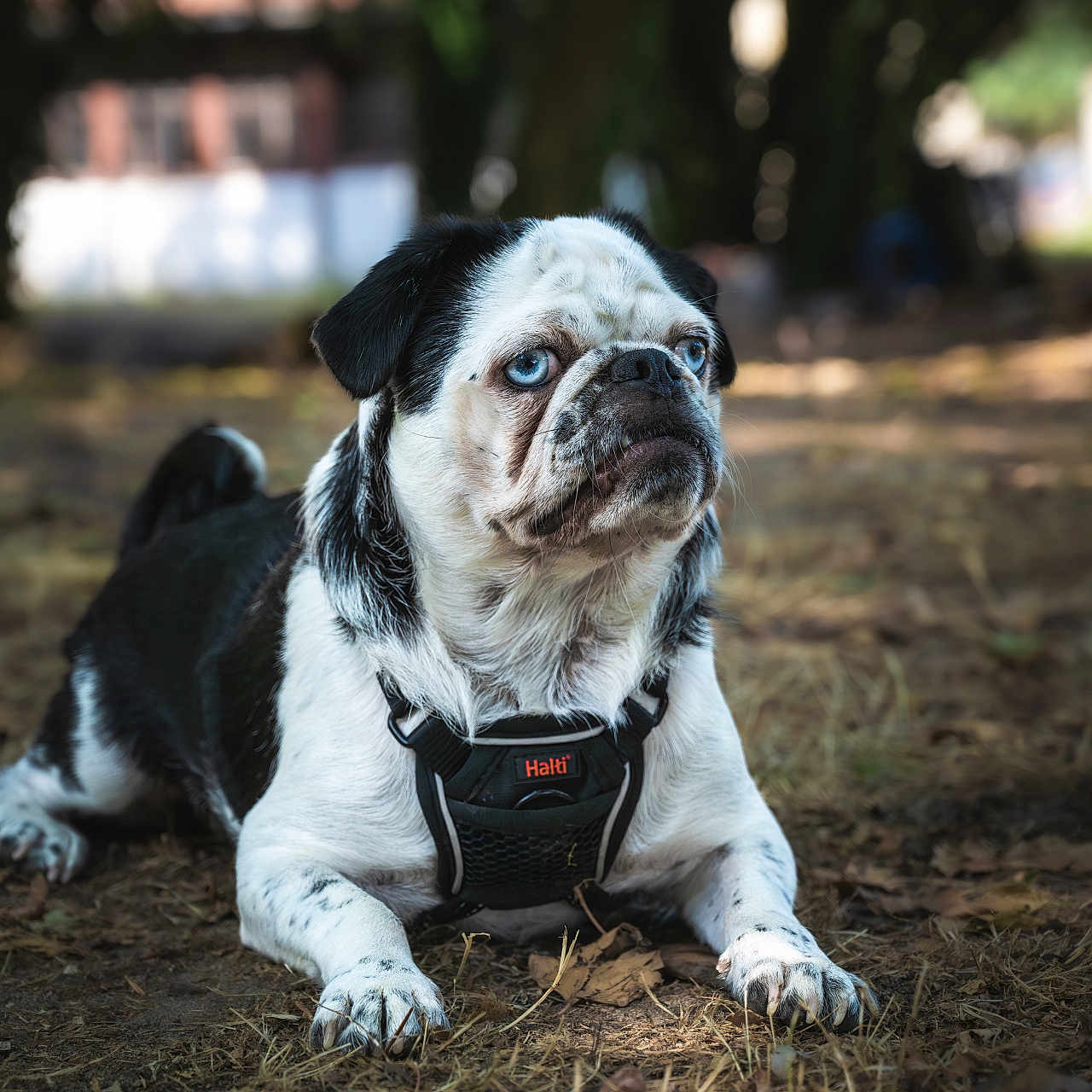 Paco participe au concours pour gagner de l'argent avec cette photo : animal, black_and_white, blue_eyes, canine, closeup, cute, daylight, dog, expression, forest, fur, ground, harness, leaves, lying_down, mammal, nature, outdoor, pet, portrait