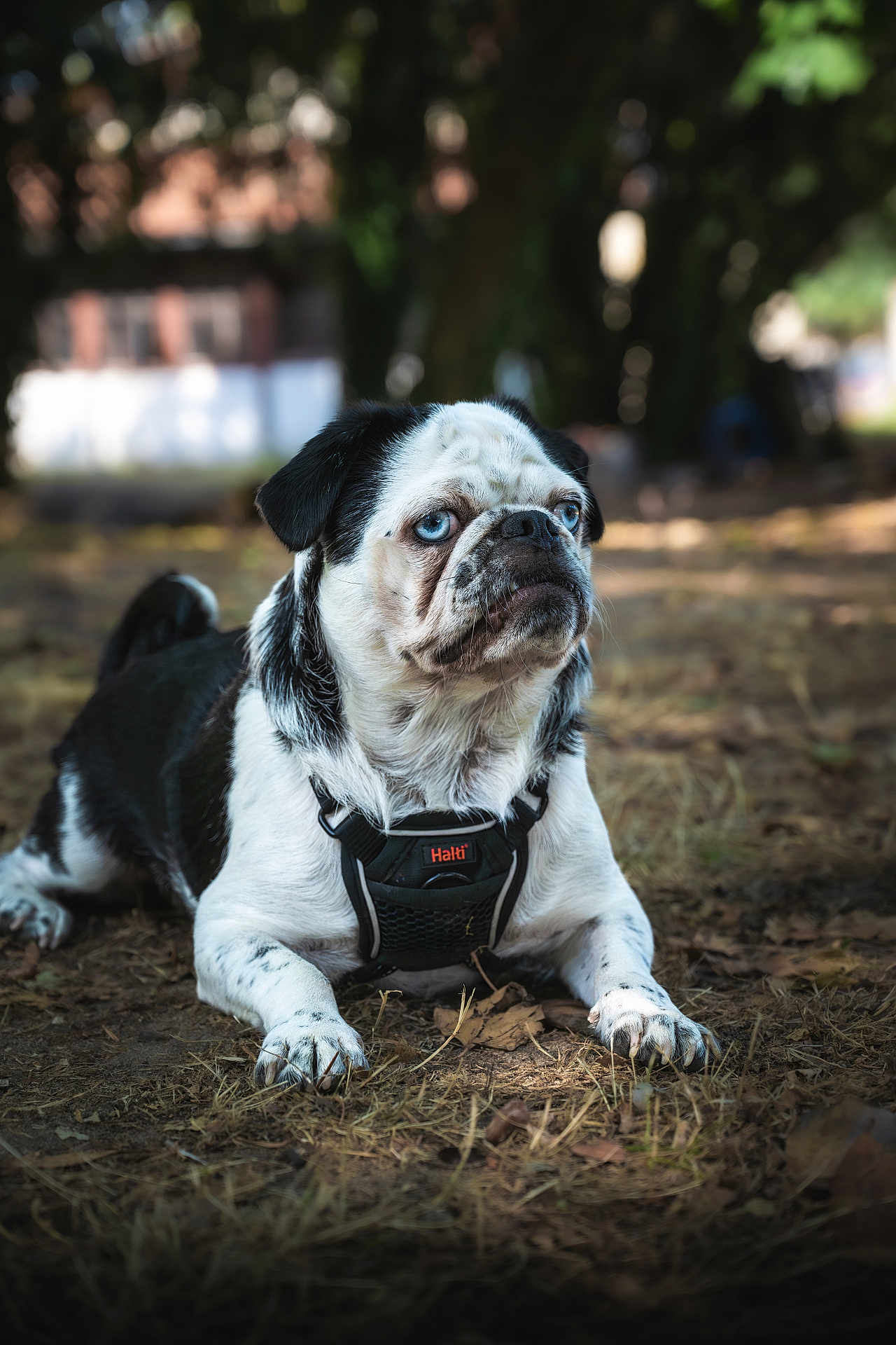 Paco