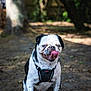 Paco a rejoint le concours — aidez-le/la à gagner de superbes lots ! dog, black_and_white, outdoor, tongue_out, pet, sitting, harness, animal, nature, tree, shade, playful, cute, canine, happy, fur, mammal, leisure, close_up, tongue