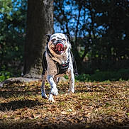 Paco a rejoint le concours — aidez-le/la à gagner de superbes lots ! dog, running, outdoor, park, tree, grass, leaves, sunlight, happy, pet, animal, nature, daytime, tongue_out, canine, active, playful, black_and_white, harness, motion