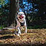 dog, running, outdoor, park, tree, grass, leaves, sunlight, happy, pet, animal, nature, daytime, tongue_out, canine, active, playful, black_and_white, harness, motion