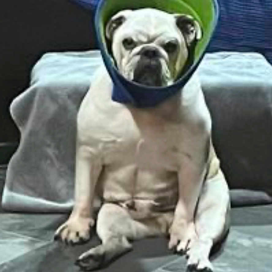 Mr. Pickle