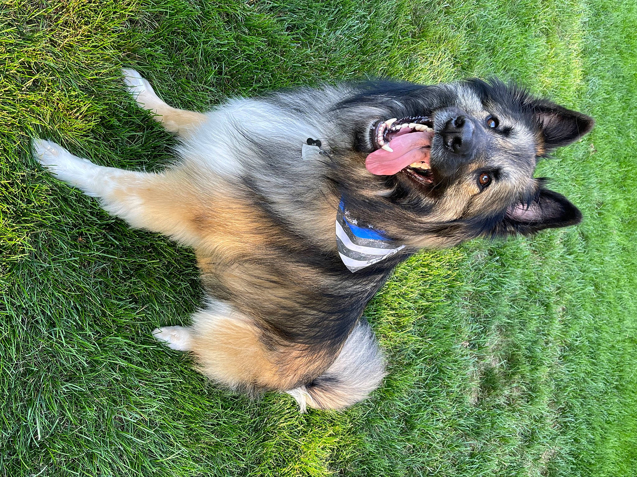 Tobie joined the competition — help win amazing prizes! canidae, carnivore, collar, companion_dog, dog, dog_breed, dog_supply, fawn, grass, liver, paw, puppy, sporting_group, tail, terrestrial_animal, working_animal, working_dog