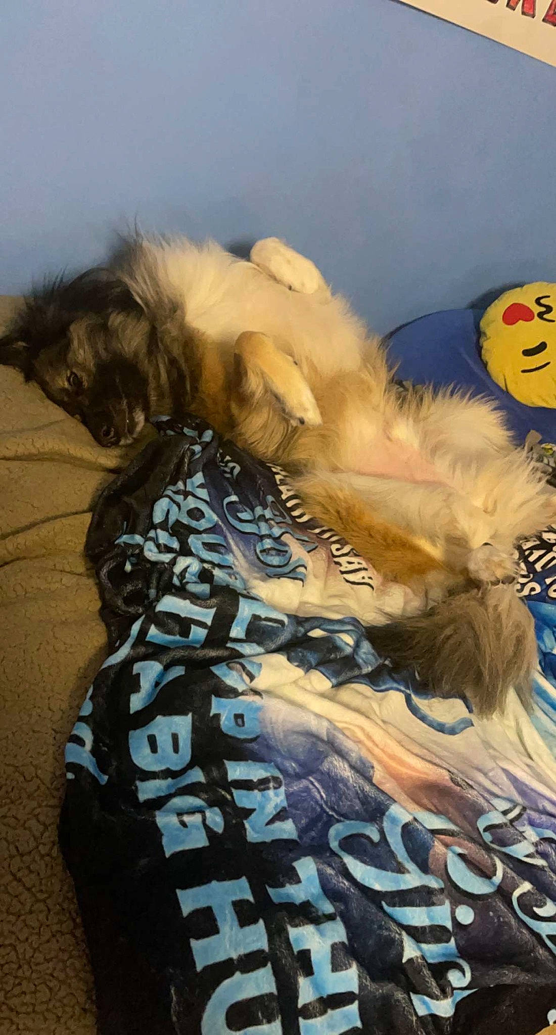 Tobie is registered to the contest to win money with this photo: aeolian_landform, art, canidae, cg_artwork, costume, fashion_design, fawn, feather, felidae, fictional_character, font, fur, landscape, ocean, shadow, sky, toy, visual_arts, wing, winter