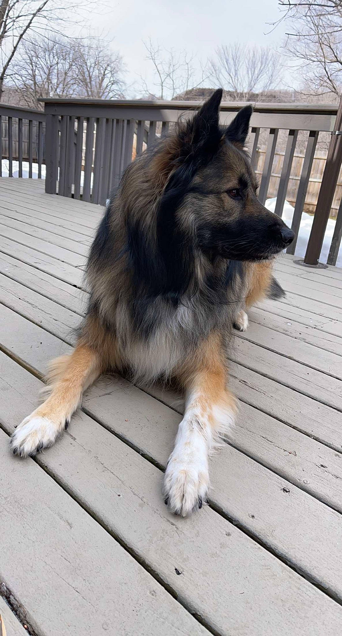 Tobie joined the competition — help win amazing prizes! canidae, canis, carnivore, companion_dog, dog, dog_breed, east_european_shepherd, fence, fur, german_shepherd_dog, herding_dog, king_shepherd, old_german_shepherd_dog, sky, snout, sporting_group, tail, tree, wood, working_dog