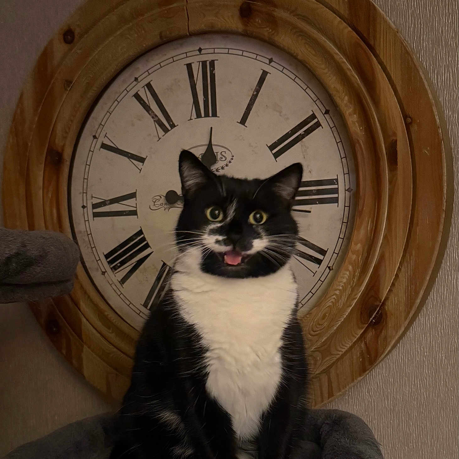 Sophie joined the competition — help win amazing prizes! analogclock, animal, architecture, art, building, cat, clock, clocktower, hardwood, indoors, interiordesign, kitten, pet, stainedwood, tower, wallclock, wood