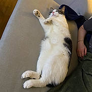 ítaca joined the competition — help win amazing prizes! animal, black, blanket, cat, closeup, comfort, couch, cozy, domestic, fur, furniture, human_arm, indoor, paw, pet, relaxed, resting, side_view, sleeping, white