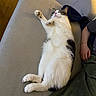animal, black, blanket, cat, closeup, comfort, couch, cozy, domestic, fur, furniture, human_arm, indoor, paw, pet, relaxed, resting, side_view, sleeping, white