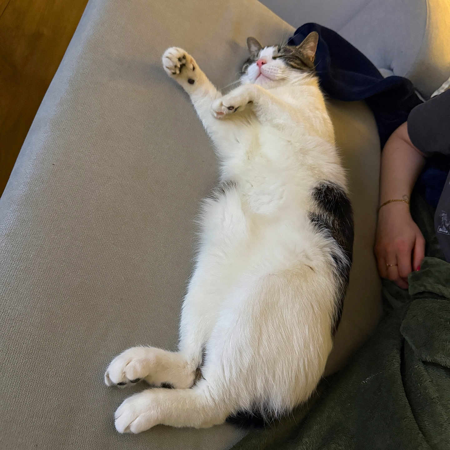 ítaca joined the competition — help win amazing prizes! animal, black, blanket, cat, closeup, comfort, couch, cozy, domestic, fur, furniture, human_arm, indoor, paw, pet, relaxed, resting, side_view, sleeping, white