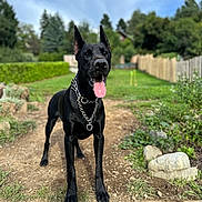 Ares a rejoint le concours — aidez-le/la à gagner de superbes lots ! dog, doberman, black_dog, canine, pet, animal, outdoor, garden, dirt_path, grass, fence, chain_collar, tongue_out, ears_up, nature, summer, sunny, alert, standing, portrait