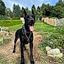 dog, doberman, black_dog, canine, pet, animal, outdoor, garden, dirt_path, grass, fence, chain_collar, tongue_out, ears_up, nature, summer, sunny, alert, standing, portrait