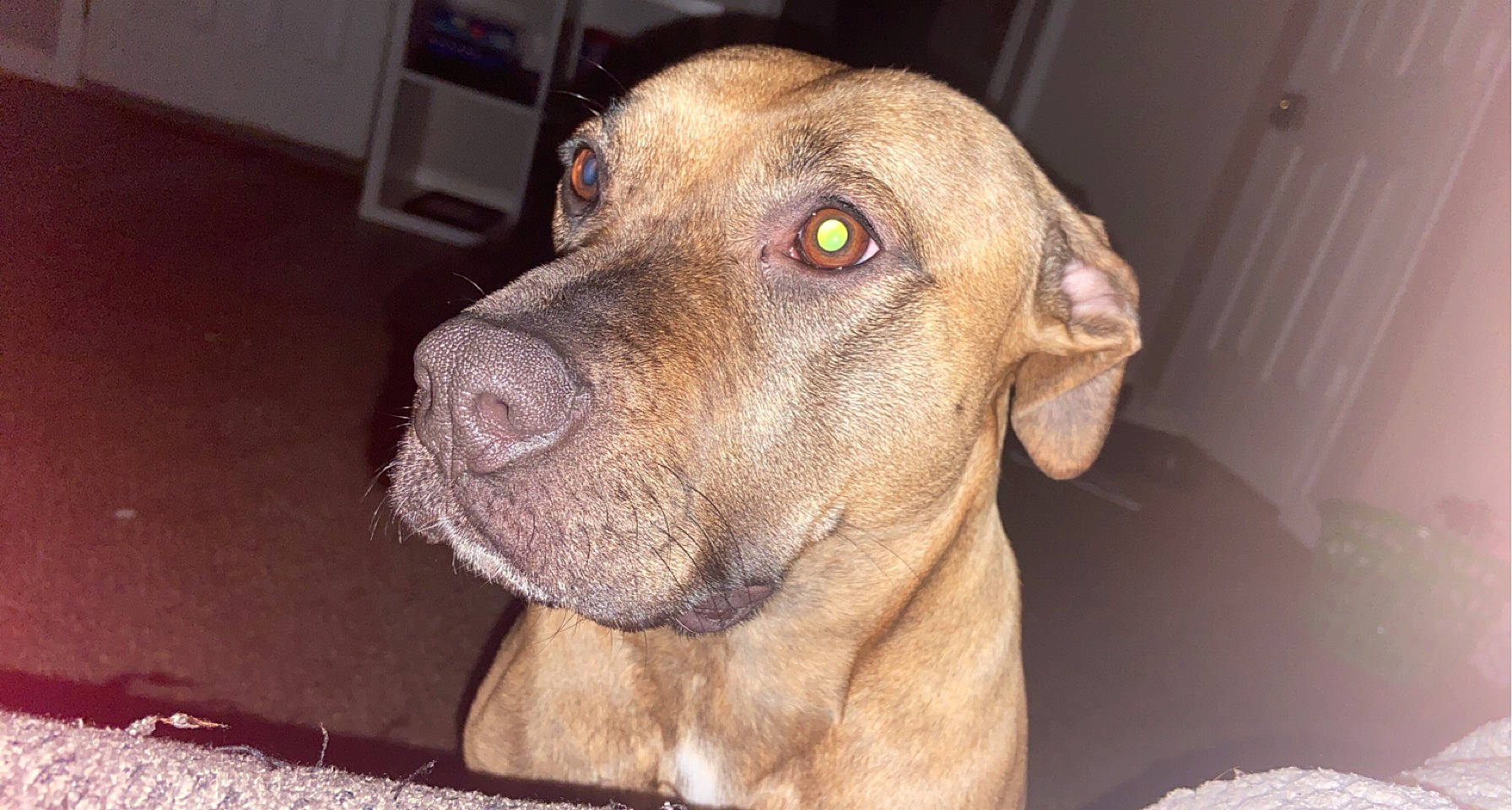 Khalessi joined the competition — help win amazing prizes! carnivore, dog, dog_breed, ear, fawn, liver, non_sporting_group, pet_supply, snout, sporting_group, whiskers, working_animal