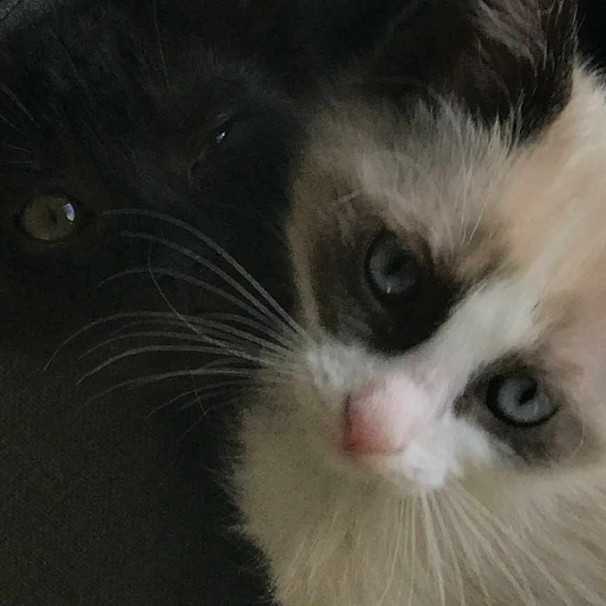 Mila Et Milo a rejoint le concours — aidez-le/la à gagner de superbes lots ! animal, black_cat, blue_eyes, cat, close_up, companionship, cute, domestic, ears, face, friendship, fur, indoor, pets, relaxing, snuggling, soft, texture, whiskers, white_cat