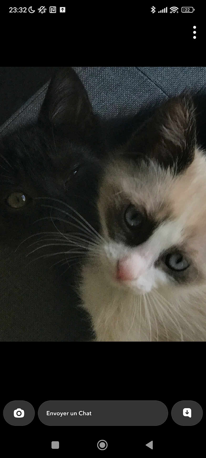 Mila Et Milo a rejoint le concours — aidez-le/la à gagner de superbes lots ! cat, black_cat, white_cat, blue_eyes, whiskers, close_up, pets, fur, animal, cute, snuggling, face, ears, texture, indoor, companionship, relaxing, soft, domestic, friendship