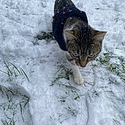 Eva participe au concours pour gagner de l'argent avec cette photo : cat, tabby_cat, snow, snowy_ground, grass, outdoor, animal, pet, winter, walking, fur, jacket, curious, cold, nature, daylight, mammal, small_animal, whiskers, paws