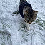 animal, cat, cold, curious, daylight, fur, grass, jacket, mammal, nature, outdoor, paws, pet, small_animal, snow, snowy_ground, tabby_cat, walking, whiskers, winter
