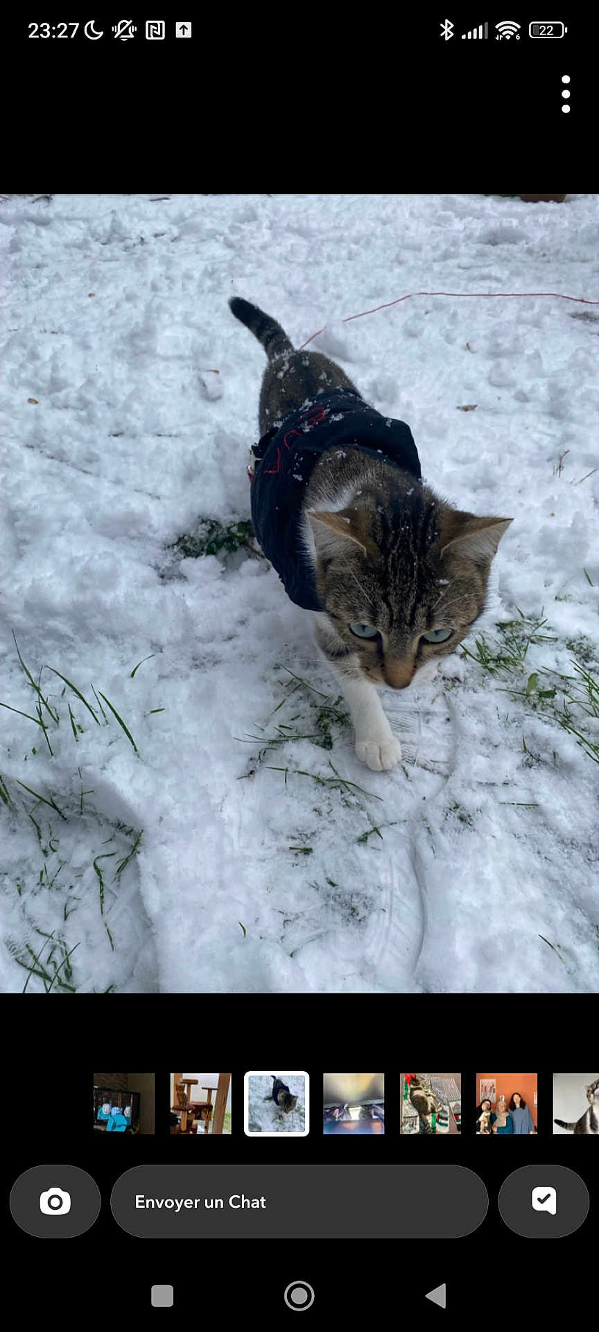 Eva participe au concours pour gagner de l'argent avec cette photo : cat, tabby_cat, snow, snowy_ground, grass, outdoor, animal, pet, winter, walking, fur, jacket, curious, cold, nature, daylight, mammal, small_animal, whiskers, paws