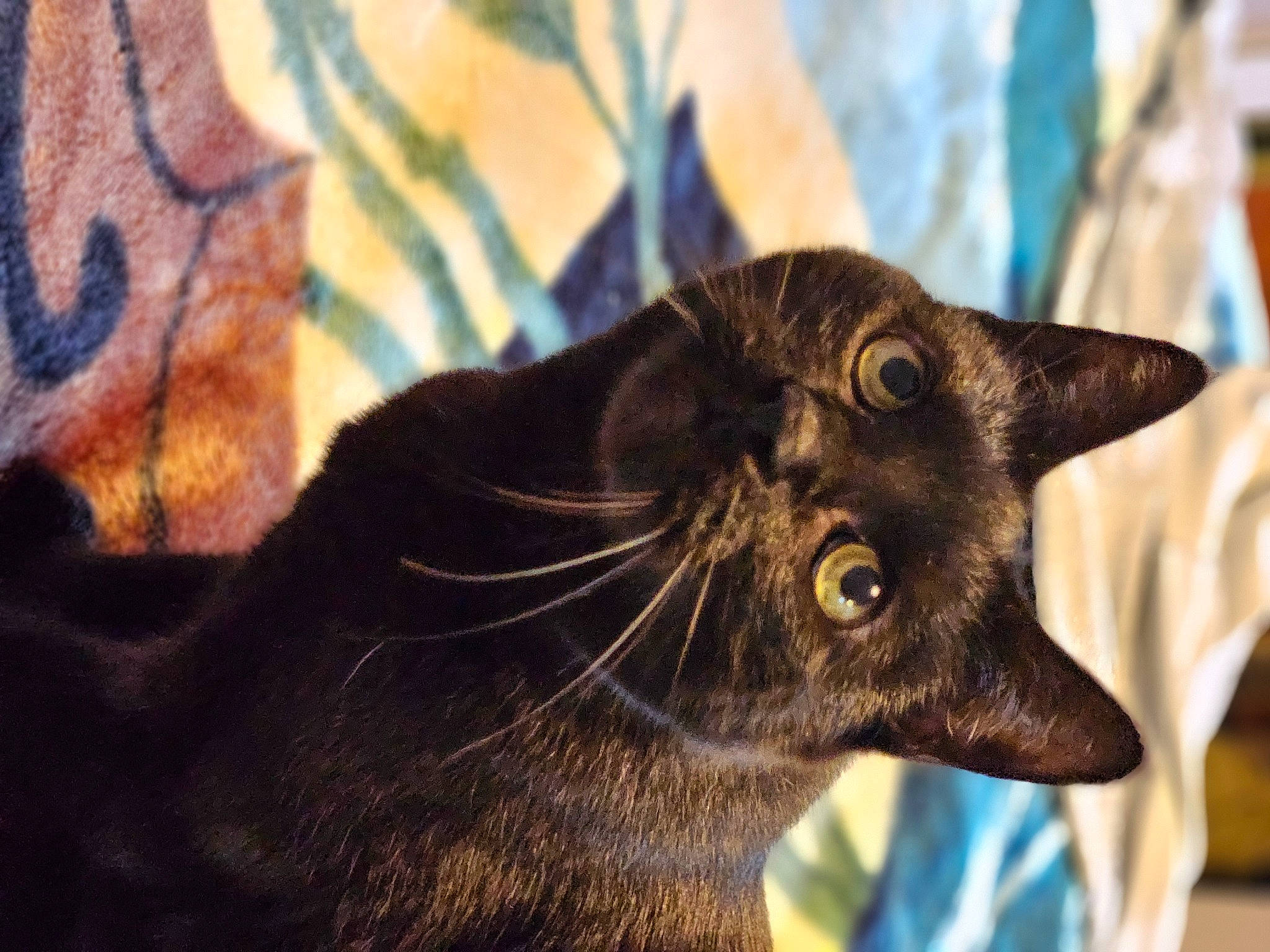 Leah joined the competition — help win amazing prizes! art, black_cat, bombay, carnivore, cat, domestic_short_haired_cat, ear, felidae, fur, havana_brown, plant, small_to_medium_sized_cats, snout, whiskers, wildlife