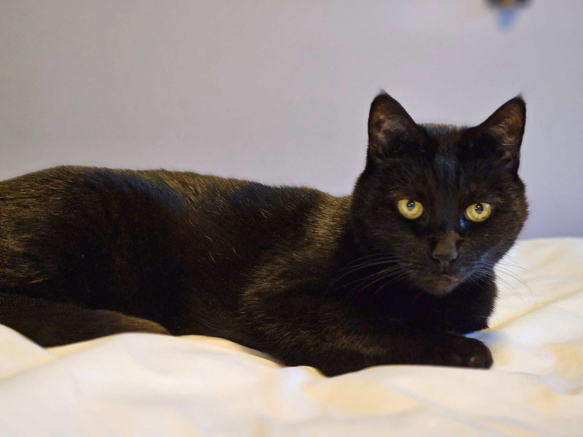 Leah joined the competition — help win amazing prizes! black_cat, bombay, carnivore, cat, cat_supply, comfort, domestic_short_haired_cat, felidae, fur, sitting, small_to_medium_sized_cats, snout, tail, terrestrial_animal, whiskers