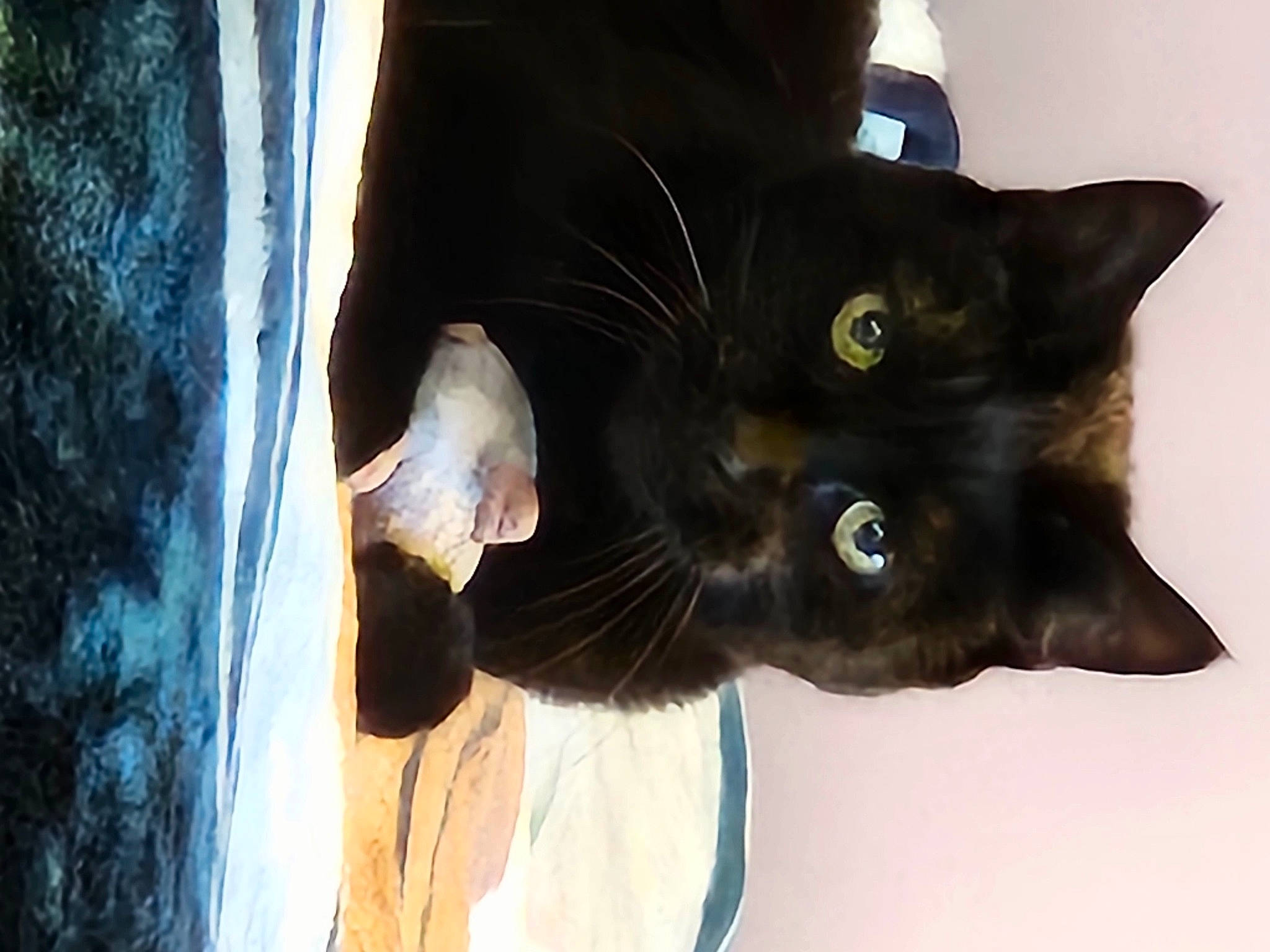 Leah is registered to the contest to win money with this photo: black_cat, carnivore, cat, claw, domestic_short_haired_cat, door, ear, electric_blue, felidae, fur, gesture, plant, small_to_medium_sized_cats, snout, tail, tree, whiskers, window, wood