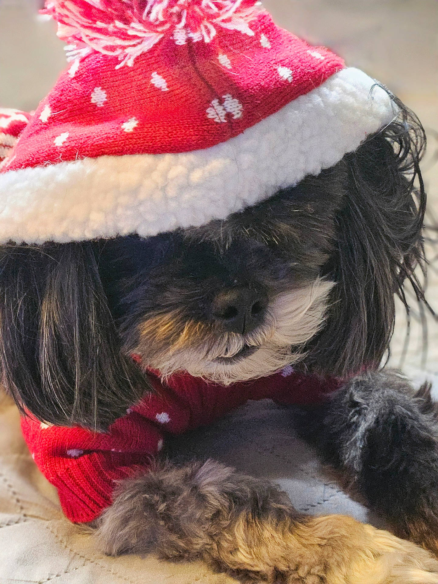 Stasha is registered to the contest to win money with this photo: affenpinscher, animal, canine, cap, clothing, cockerspaniel, dog, hat, hood, hoodie, hosiery, knitwear, papillon, pet, poodle, puppy, sock, sweater, sweatshirt, terrier
