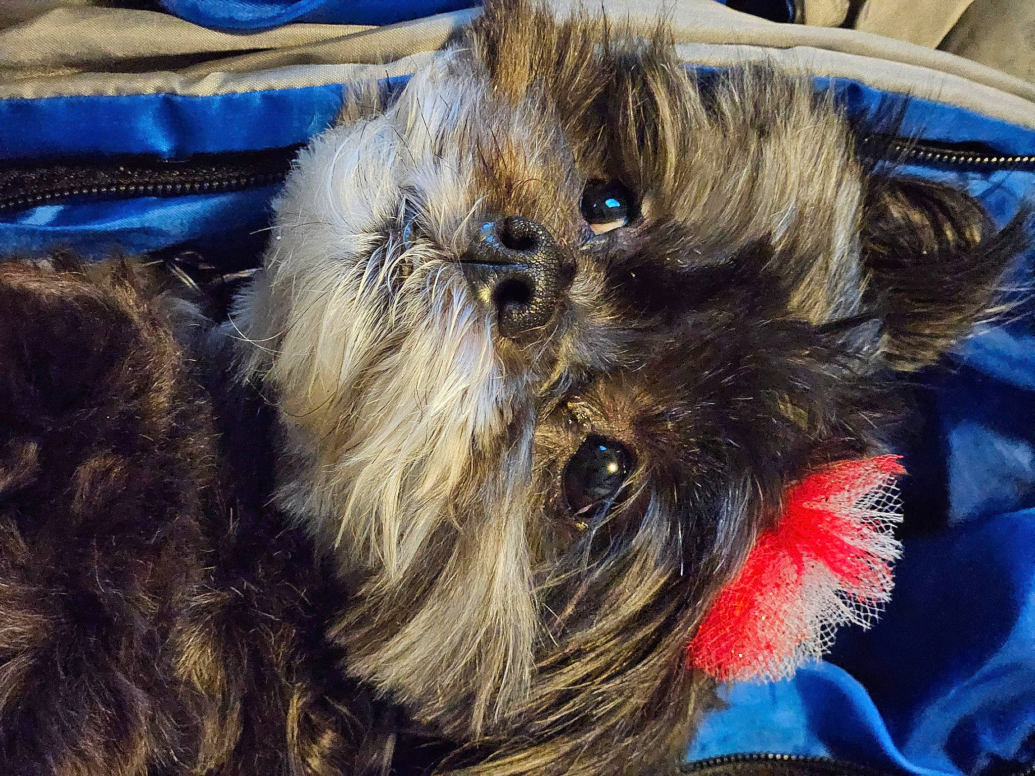 Stasha is registered to the contest to win money with this photo: arachnid, canidae, carnivore, companion_dog, dog_breed, electric_blue, fawn, fur, head, liver, small_terrier, snout, sporting_group, tarantula, terrestrial_animal, terrier, toy_dog, whiskers, working_animal, yorkipoo