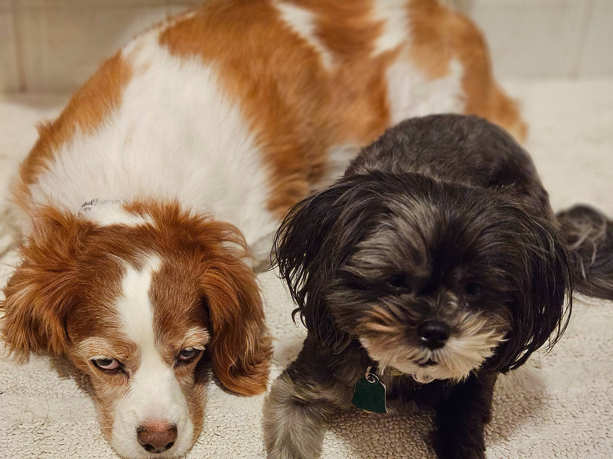 Stasha joined the competition — help win amazing prizes! canidae, carnivore, comfort, companion_dog, dog, dog_breed, dog_supply, fawn, fur, liver, paw, puppy_love, shih_tzu, snout, spaniel, sporting_group, terrestrial_animal, toy_dog, whiskers, working_animal