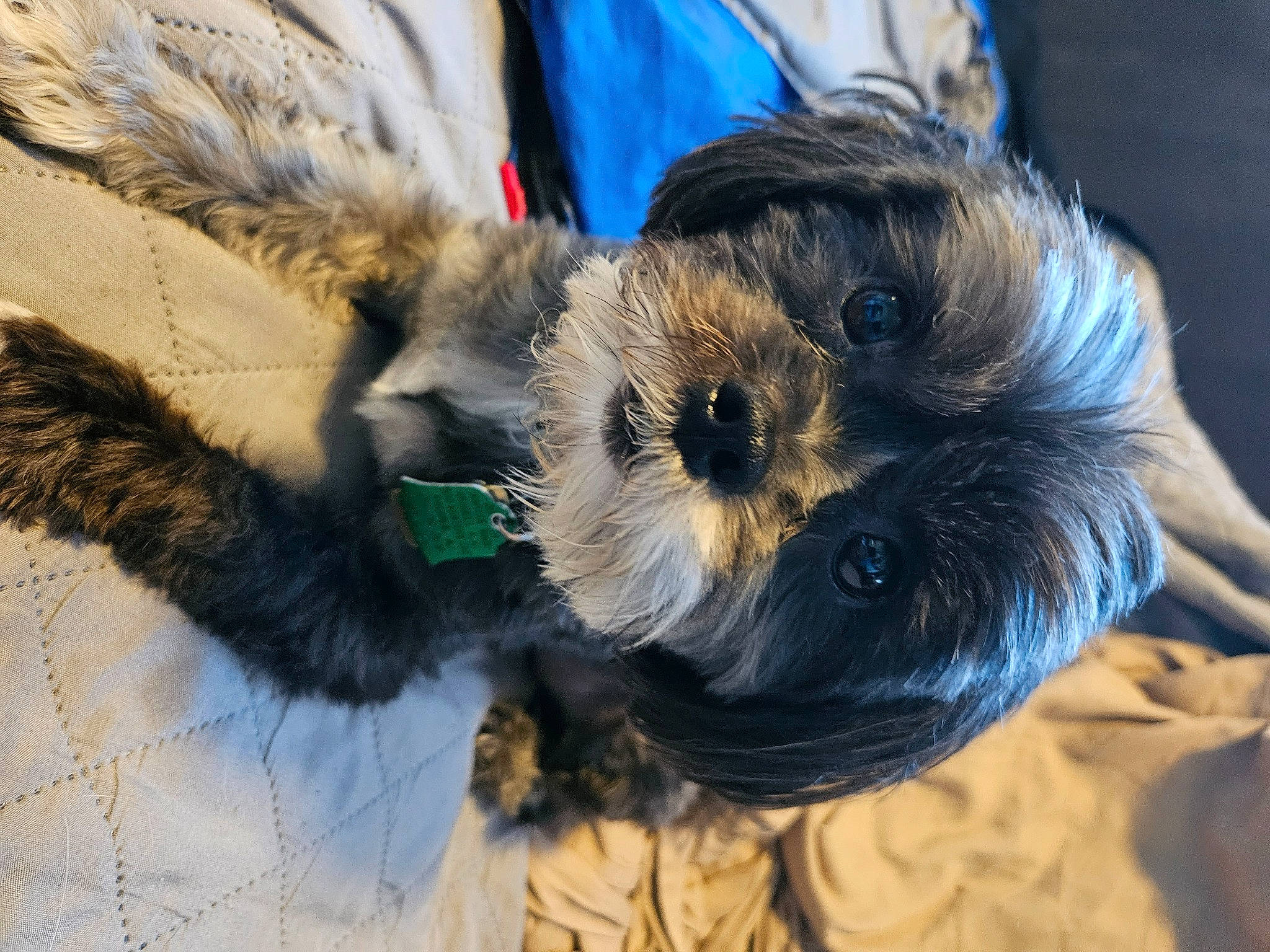 Stasha joined the competition — help win amazing prizes! canidae, carnivore, companion_dog, dog_breed, dog_clothes, electric_blue, fawn, feather, fur, natural_material, small_terrier, snout, sporting_group, tail, terrier, toy_dog, whiskers, wildlife