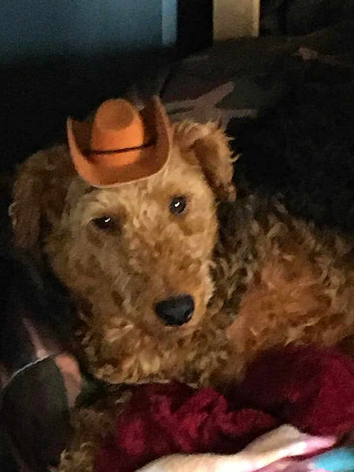Tootsie