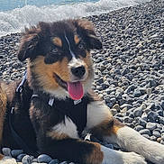 Taz participe au concours pour gagner de l'argent avec cette photo : animal, beach, canine, dog, fur, happy, harness, nature, ocean, outdoor, pet, playful, puppy, relaxing, rocks, summer, sunny, tongue_out, water, waves