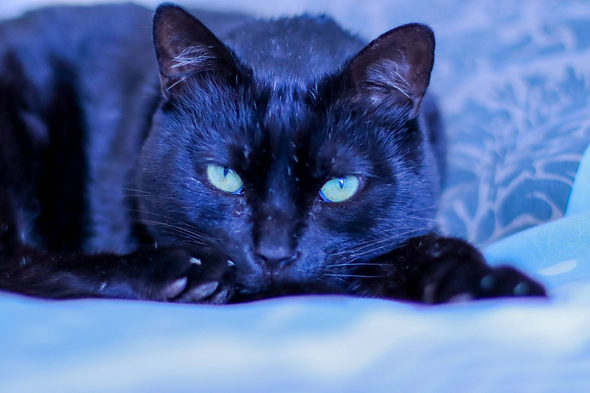 Mimi a rejoint le concours — aidez-le/la à gagner de superbes lots ! black_cat, bombay, carnivore, cat, comfort, domestic_short_haired_cat, electric_blue, eye, felidae, fur, head, human_body, small_to_medium_sized_cats, snout, snow, terrestrial_animal, tree, whiskers, wildlife, winter