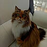 Lizzy a rejoint le concours — aidez-le/la à gagner de superbes lots ! cat, fluffy, green_eyes, tri_color, sitting, white_couch, indoor, pet, feline, close_up, soft_light, blurred_background, fur, whiskers, cute, domestic_animal, calm, relaxed, portrait, animal