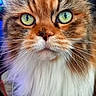 Lizzy participe au concours pour gagner de l'argent avec cette photo : cat, close_up, fluffy, green_eyes, whiskers, fur, pet, animal, portrait, face, cute, feline, domestic_cat, mammal, looking_at_camera, indoor, long_hair, orange_fur, white_fur, expressive