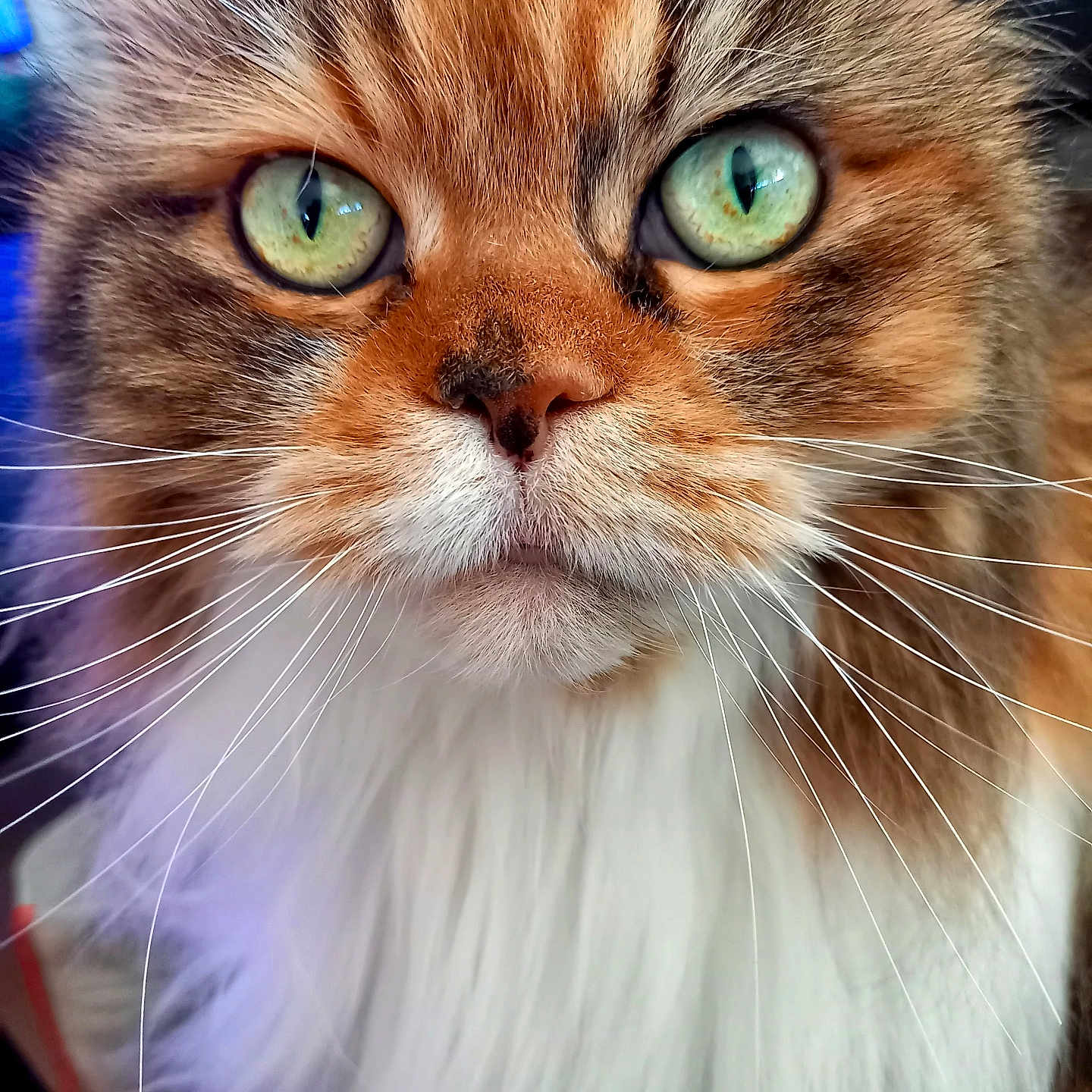 Lizzy participe au concours pour gagner de l'argent avec cette photo : cat, close_up, fluffy, green_eyes, whiskers, fur, pet, animal, portrait, face, cute, feline, domestic_cat, mammal, looking_at_camera, indoor, long_hair, orange_fur, white_fur, expressive