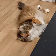 Lizzy participe au concours pour gagner de l'argent avec cette photo : cat, fluffy, indoor, wooden_floor, pet, animal, furniture, curious, lying_down, multi-colored, cute, domestic, whiskers, paws, tail, relaxed, eyes, fur, home, cozy