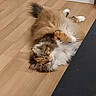 cat, fluffy, indoor, wooden_floor, pet, animal, furniture, curious, lying_down, multi-colored, cute, domestic, whiskers, paws, tail, relaxed, eyes, fur, home, cozy