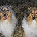 Twister Uston a rejoint le concours — aidez-le/la à gagner de superbes lots ! ancient_dog_breeds, canidae, carnivore, collie, companion_dog, dog, dog_breed, herding_dog, mammal, rare_breed_dog, rough_collie, scotch_collie, shetland_sheepdog, vertebrate