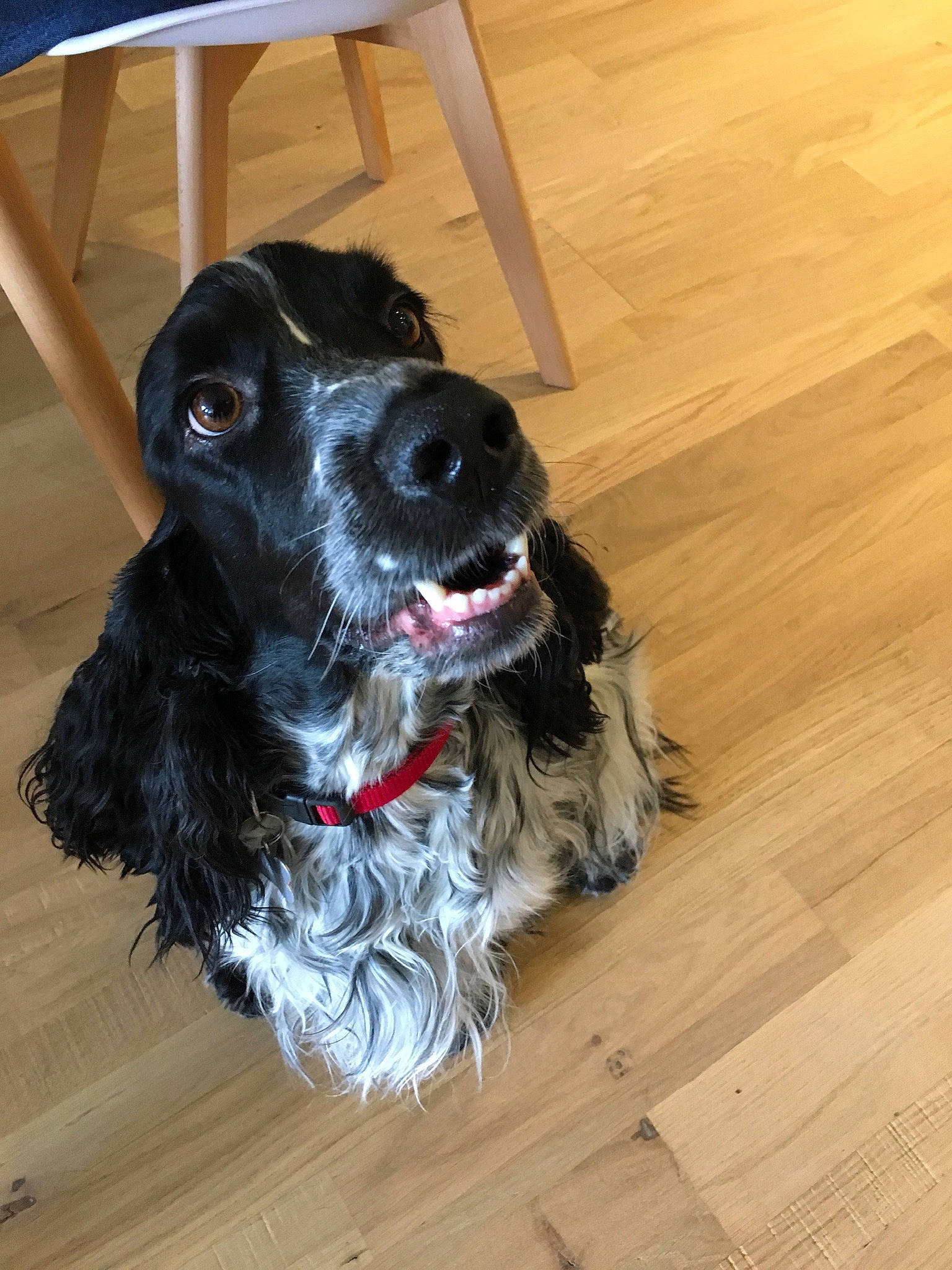 Lulu a rejoint le concours — aidez-le/la à gagner de superbes lots ! carnivore, companion_dog, dog, dog_breed, dog_collar, flooring, fur, hardwood, laminate_flooring, liver, plank, snout, spaniel, sporting_group, toy_dog, varnish, wood, wood_flooring, wood_stain, working_animal